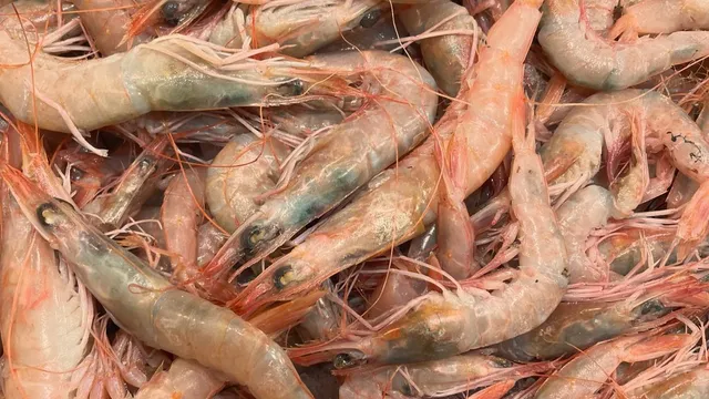 Crevettes roses calibrées, ingrédient principal de la pastilla aux fruits de mer