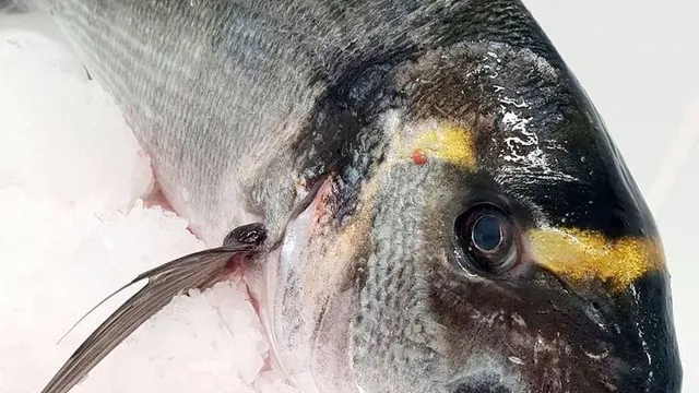 Dorade royale fraîche à l’œil brillant, critère numéro un de fraîcheur