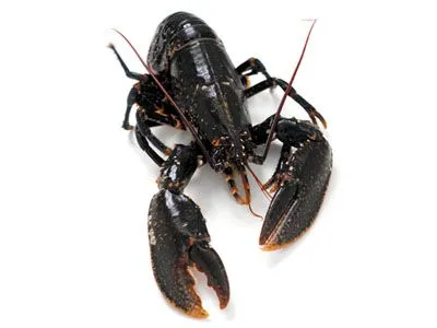 Homard frais — livraison à domicile à Casablanca