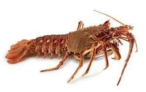 Langouste frais — livraison à domicile à Casablanca
