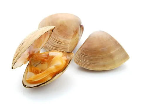 Palourdes frais — livraison à domicile à Casablanca