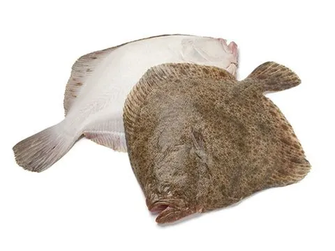 Turbot frais — livraison à domicile à Casablanca