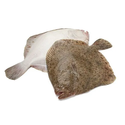 Turbot frais de la criée de Casablanca, livré à domicile